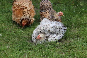 Nos 3 poules mignonnes ????