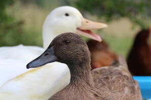 Profiter de l'air frais avec un canard Campbell