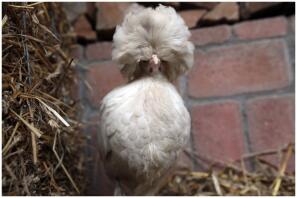 Paloma, la nouvelle fille blanche