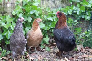 A droite, une poule marans