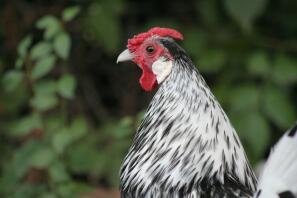 Coq Sebright en argent.