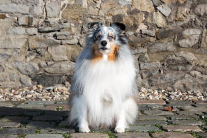 Un chien de berger shetland blanc, noir et brun assis sur une route en pierre