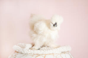 Notre poule Silkie Bluebelle