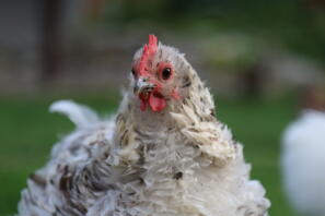 Une poule blanche et brune à l'aspect pelucheux et débraillé