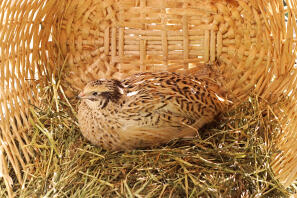 Poulet dans le panier