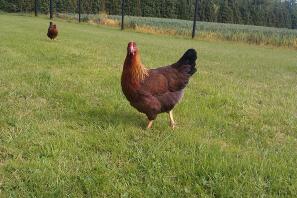 Poule Welsummer