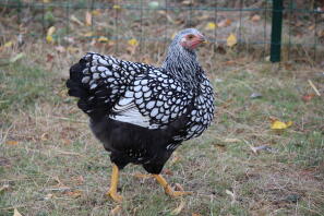 Le plumage magnifique de notre Wyandotte.