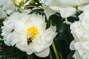 abeille sur pivoine blanche