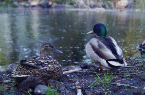 Deux colverts assis au bord de l'eau