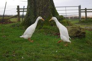 Canards