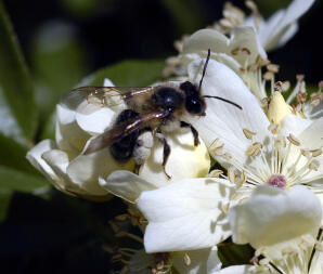 J'aime les abeilles