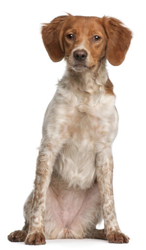 Une chienne brittany assise, montrant ses belles oreilles rouges.