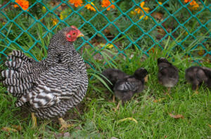 Poule avec des poussins dans le jardin