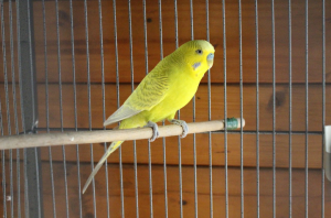 Garçon 