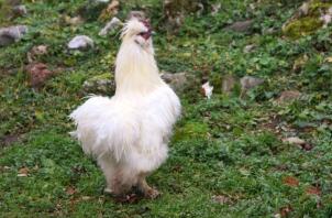 Poule