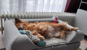 Chien dormant sur Omlet Topology lit pour chien avec traversin gris
