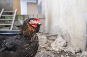 Poule