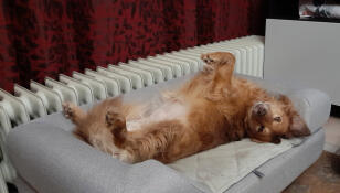 Chien couché à l'envers sur son Omlet Topology lit pour chien avec traversin de sécurité
