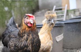 Poule