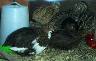 Caille Coturnix