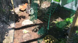 Omlet Eglu Cube grand poulailler et parcours pour poules