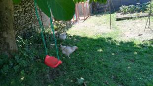 Les poulettes 