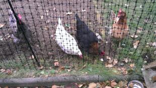 Omlet clôtures pour poulets et poulets