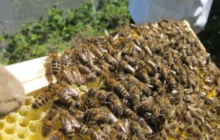 abeilles sur peigne nouvellement dessiné