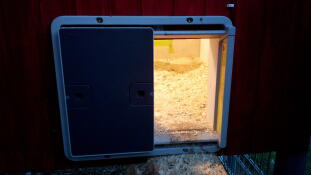Un ouvre-porte automatique Omlet avec lumière pour guider les poulets vers la maison !