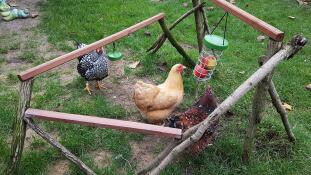 Poulets avec Omlet Caddi support de friandises et jouet à picorer