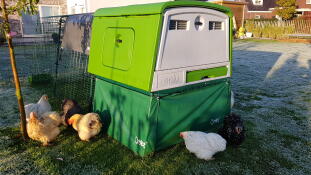 Omlet vert Eglu Cube grand poulailler et parcours avec poules dans le jardin