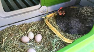 Poules dans Eglu Cube grand poulailler et œufs