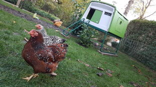 Omlet vert Eglu Cube grand poulailler avec poules dans le jardin