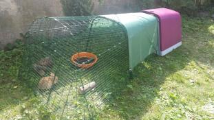 Omlet violet Eglu Go clapier à lapins avec parcours et lapins dans le jardin