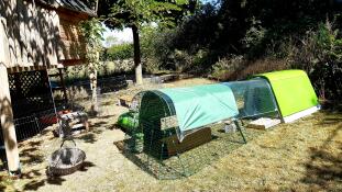 Une journée ensoleillée dans le jardin avec des poulets.
