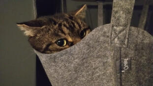 Un chat se reposant dans le panier de son arbre à chat d'intérieur