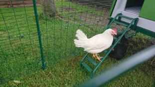 La poule sur l'escalier de l eglu cube 