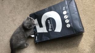 Moonpie adore sa nouvelle litière pour chats !