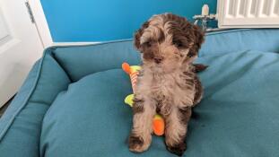 Un chiot avec son jouet assis dans le nid d'épicéa ombragé du lit pour chien.