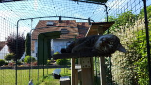 Mignon chat noir se relaxant dans le catio extérieur Omlet 