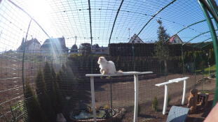 Un petit chat blanc dans un grand parc avec des accessoires pour jouer à l'intérieur.