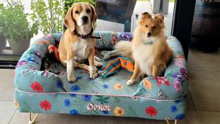 Beagle et shetland sheepdog