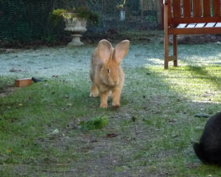 lapin