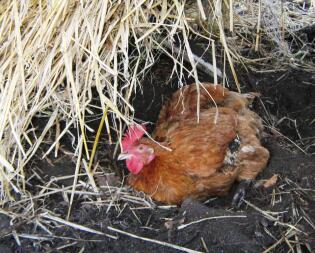 Poulet assis dans la terre