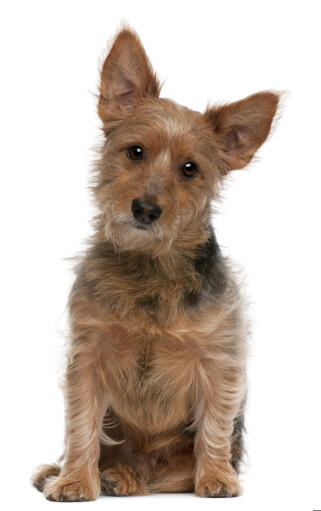 Un adorable terrier australien au pelage filiforme qui regarde avec curiosité