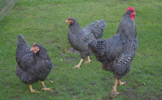 Trois poules barrées