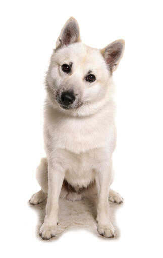 Chien buhund norvégien sur fond blanc