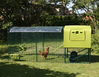 Vert Eglu Cube poulailler avec parcours et couvercle transparent avec une poule dans le parcours