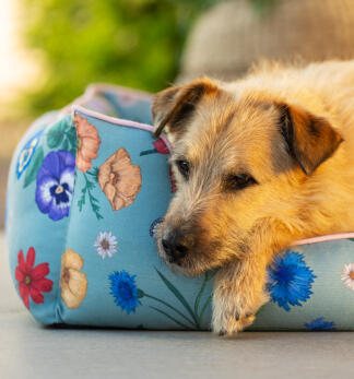 Chien se relaxant sur un lit de chien durable