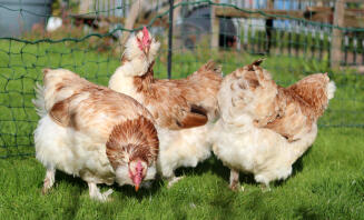 Mes 3 belles dames saumon